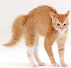 http://www.warrenphotographic.co.uk/photography/bigs/32173-Ginger-Burmese-cross-cat-in-frightened-display-white-background.jpg